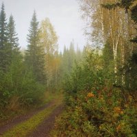 Утренняя дорожка :: Сергей Чиняев 