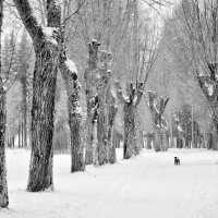 Прогулка в зимнем парке :: Юрий 