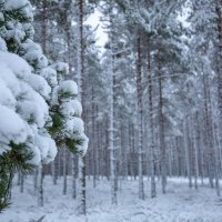 Белый лес :: Наталья Катюжанская