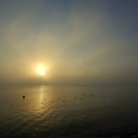 Туман,солнце,море,чайки :: Рина Воржева
