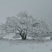 ЗИМНЯЯ ГРАФИКА :: Яковлев Виктор 