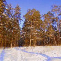Сибирский лес в солнечный , морозный день . :: Мила Бовкун