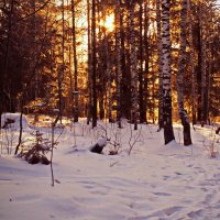 Прогулки по зимнему лесу. :: Galina Serebrennikova