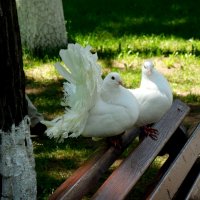 Белоснежные голуби :: Надежда 