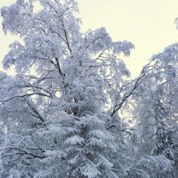 тайга утопает в снегах :: Евгений Тарасов 