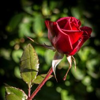 ... краше день ото дня расцветает январская роза. :: Юрий Яловенко