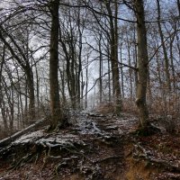 Зимний лес :: Heinz Thorns
