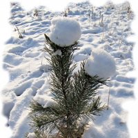 Со снежными шариками :: veera v