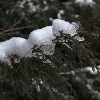 Снег на можжевеловой ветке :: Ульяна Янтарь
