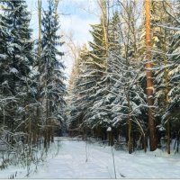 В лесу :: Вячеслав Минаев