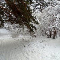 Под тяжестью снега . :: Мила Бовкун