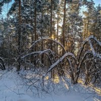 Зимний лес. :: Алексей Трухин