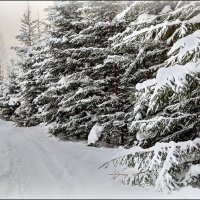Зима в лесу! :: Любовь Чунарёва