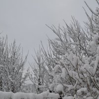 Веточки в снегу. :: zoja 