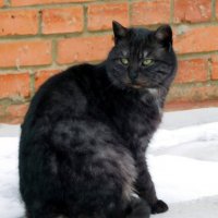 Чёрный кот :: Оливер Куин