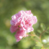 Роза нежный цветок :: Валерий Петров