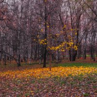 Вспоминая Осень :: юрий поляков