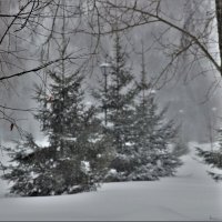 Снежный январь. :: Венера Чуйкова