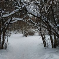 ЧБ часть зимы :: Андрей Лукьянов