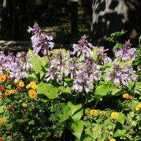 Ботанический сад, Хоста и хризантема :: Маргарита Батырева