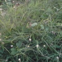 цветы и трава :: миша горбачев