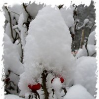 Шиповник под снежной "шапкой" :: Ольга Довженко