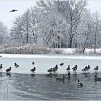 Январь в парке. :: Валерия Комова