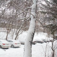 Долгожданный снег :: MarinaKiseleva 