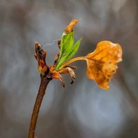 Январская оттепель. :: Анатолий. Chesnavik.