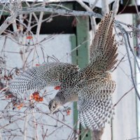 Фазанья курочка :: Ракло Александр 