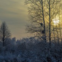 Морозное утро :: Дмитрий Балашов
