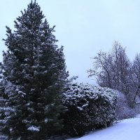 Возле дома моего :: Людмила Смородинская