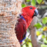 Благородный зелёно-красный попугай, самочка в дупле. :: Вадим Синюхин