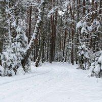 Зимний лес. :: Милешкин Владимир Алексеевич 