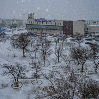 Снежок в январе :: Анатолий Чикчирный