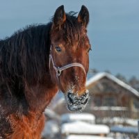 Horse portrait :: Валерий Иванович