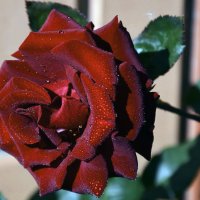 Славная роза, чудная роза, сладостный символ любви... :: Тамара Бедай 