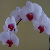 Орхидея :: Ольга Попова (popova/j2011)