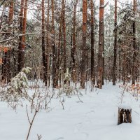 В лесу зимним утром.... :: Юрий Стародубцев