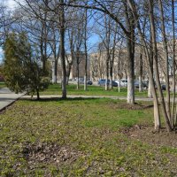 Новочеркасск. Весенние цветы в сквере на пр. Бакланова. :: Пётр Чернега