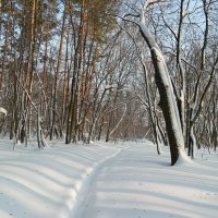 О прогулках в январе.. :: Андрей Заломленков