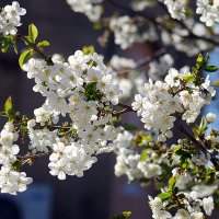 Пусть будет весна очень милой, как в нежном букете цветы... :: Ольга (crim41evp)