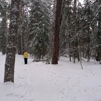 В зимнем лесу :: Galina Solovova