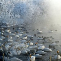 Зимняя жизнь озера Светлого :: Татьяна Лютаева