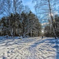 После снегопада 05-02-2021 Ромашковский лес.... :: Юрий Яньков
