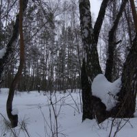 В лесу пригородском :: Михаил Полыгалов
