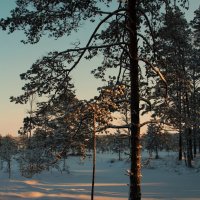 Фрагмент зимнего леса... :: Татьян@ Ивановна
