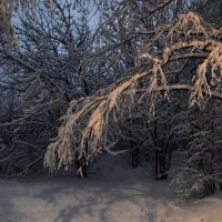 словно пухом устилает снег дороги  и  леса... :: Галина R...