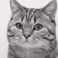 Портрет кота :: Андрий Майковский