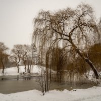 Вот и зима пришла :: Николай Гирш